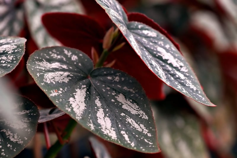 Botanical Leaves